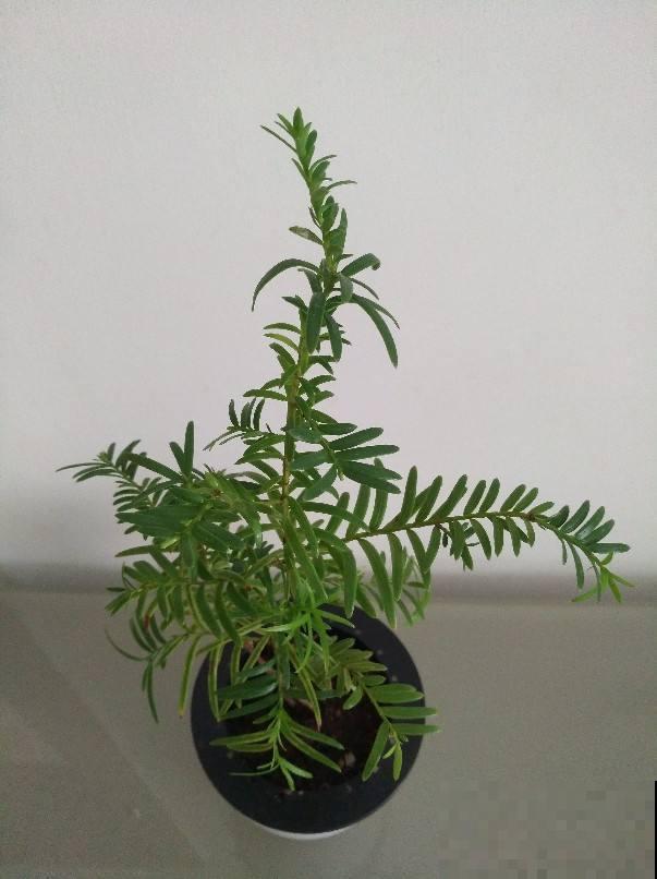 这花是出了名的不好养？教你几招，啥毛病也没有了！