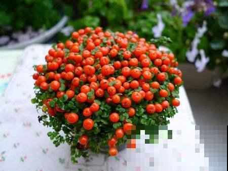 这花满盆果实像假花，买两盆摆家门口，楼道邻居个个眼馋！