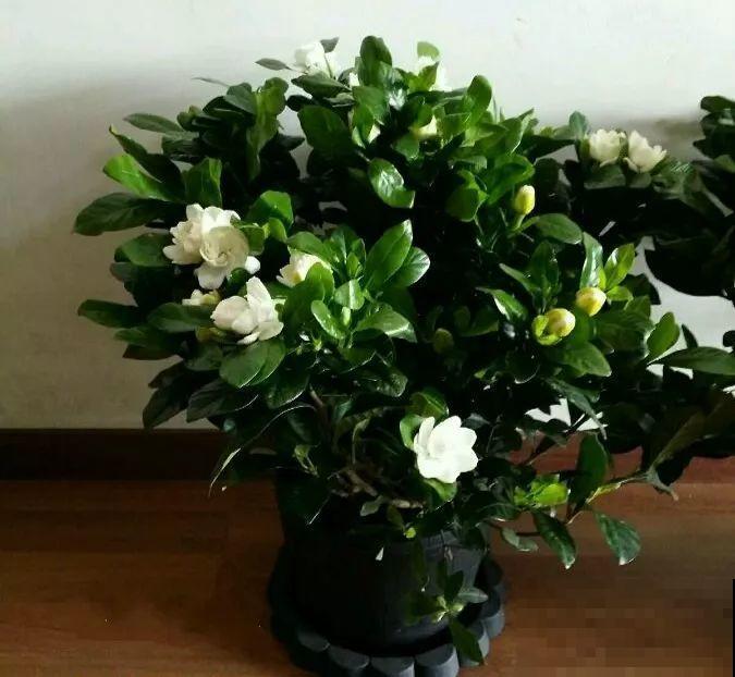 12月逛花市，千万别买这花，养不活还浪费钱！