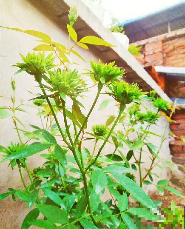 月季花上长多肉？头一回见，邻居天天跑来看！