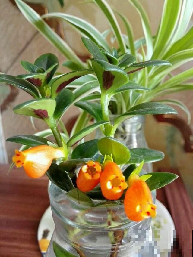 萌萌哒的金鱼吊兰冬天咋养？这几点记住了，小花几天就开满盆！