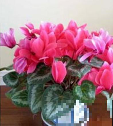 家里有仙来客，不愁没花赏，爆盆速度快！
