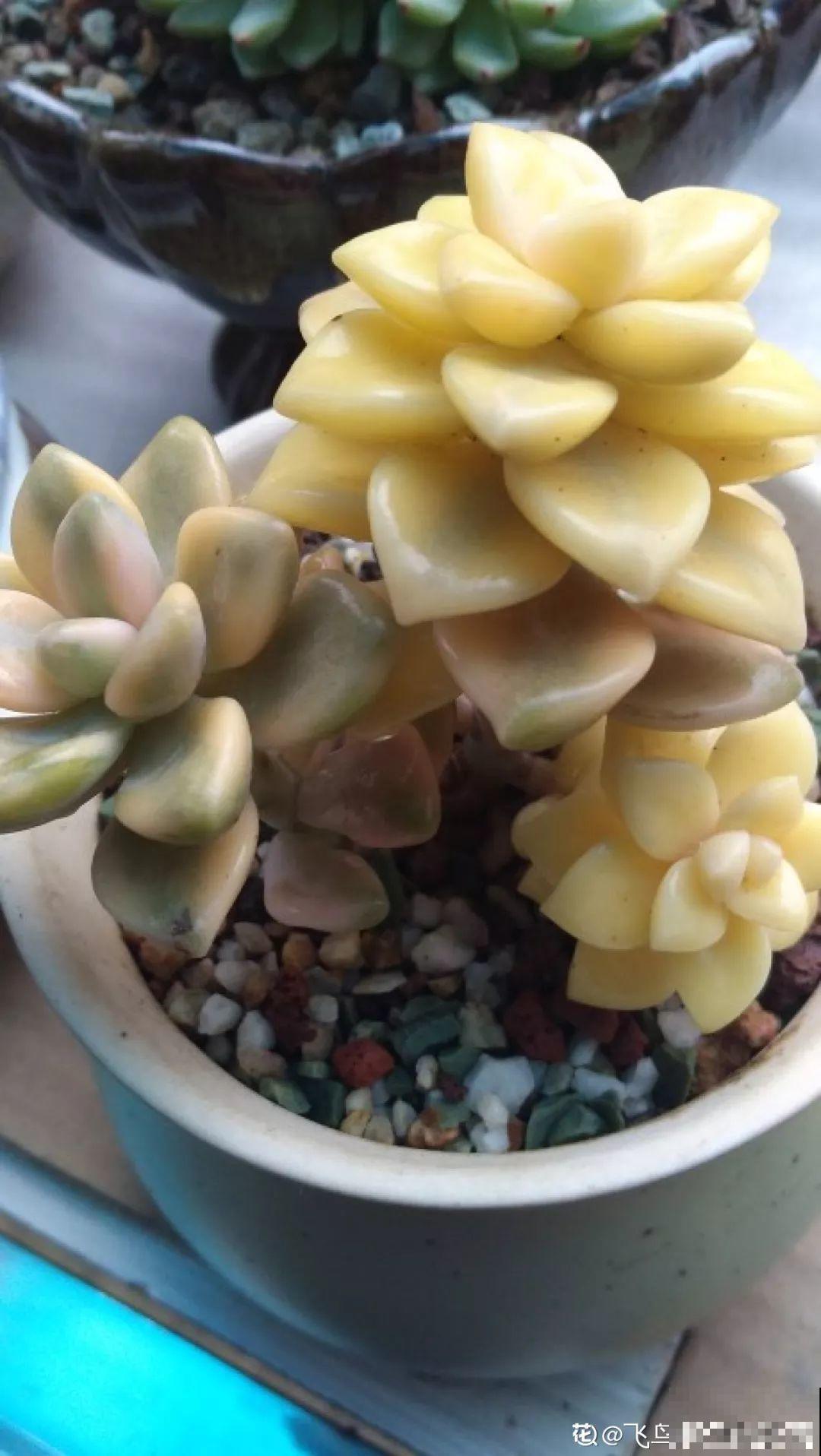 这种多肉，一看就是被用了药，再好看也别买！