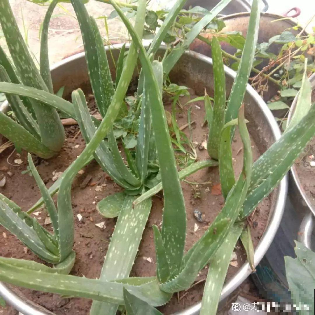 这10种耐旱花，2个月不浇水，叶子反而绿油油！