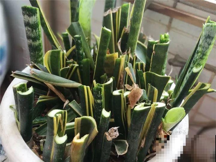 10种花，冬天切记管住手，小心浇完水就掉叶子！