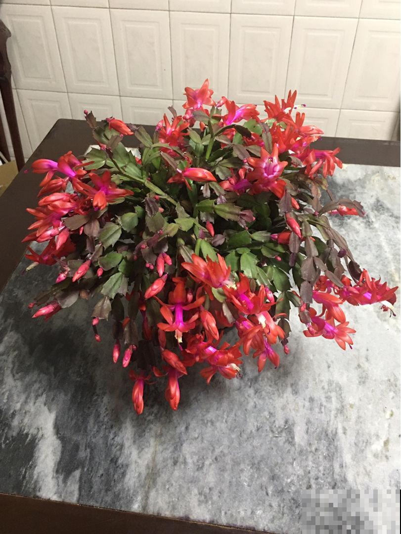 2种花，现在咔嚓一剪刀，过年还能再爆盆