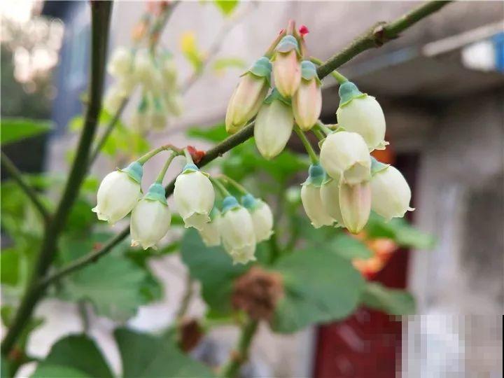 院子里栽棵它，年年结果一箩筐，吃起来真过瘾！
