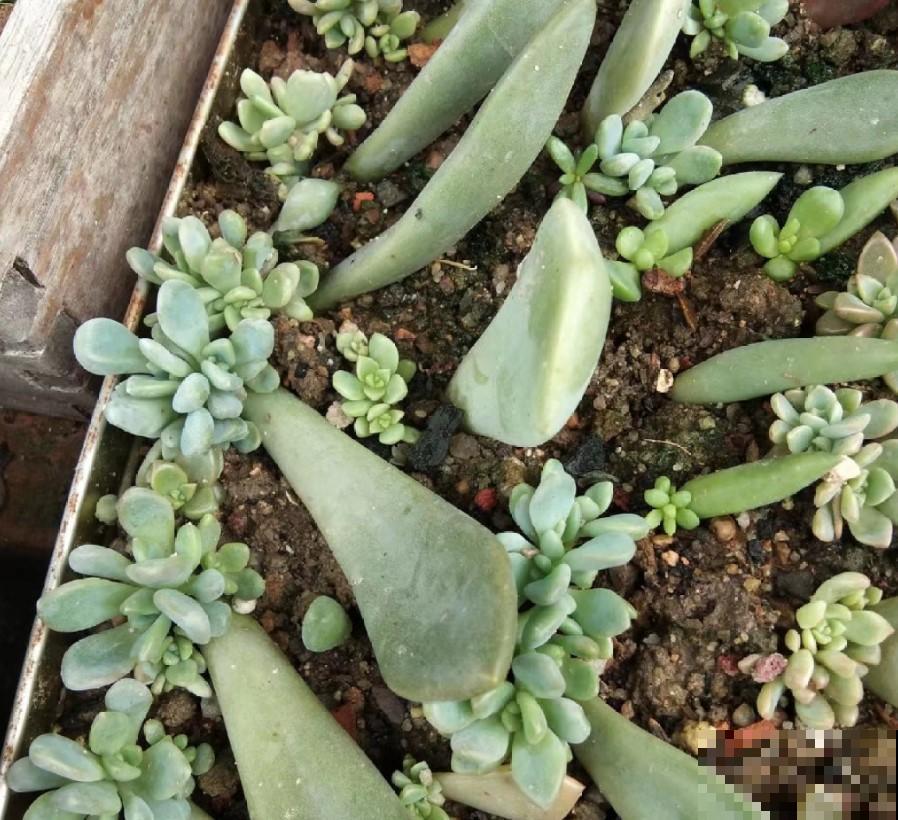 多肉植物叶插用什么土？学一招，多肉长成胖小子！