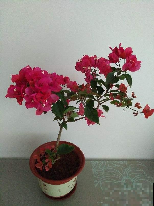冬天想赏花的，这花一定要养一盆，放在室内就能开爆！