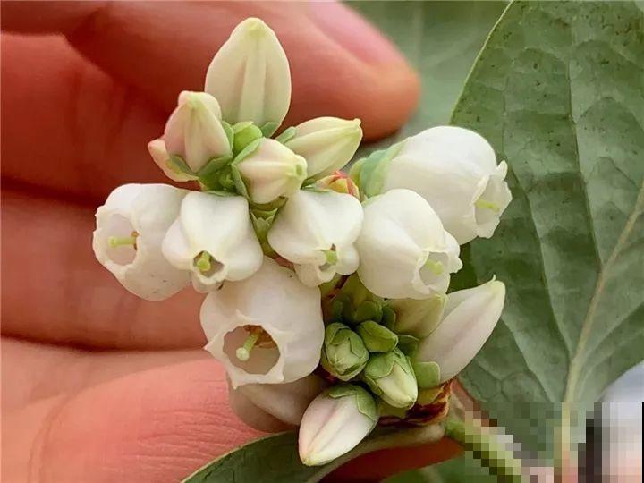 院子里栽棵它，年年结果一箩筐，吃起来真过瘾！