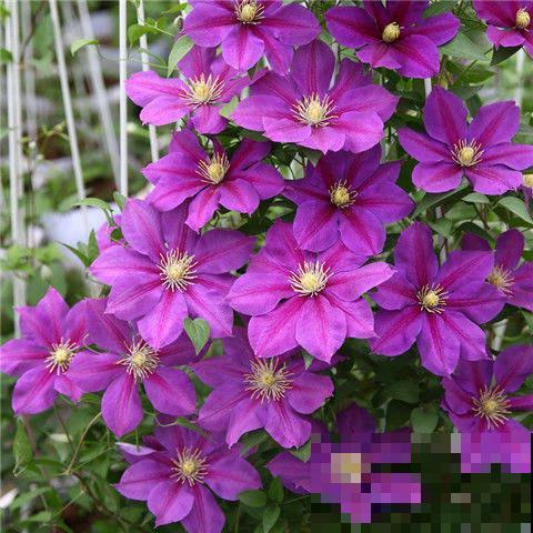 这花冬天很好养，把这几个要点做好，明年还你一面花墙！