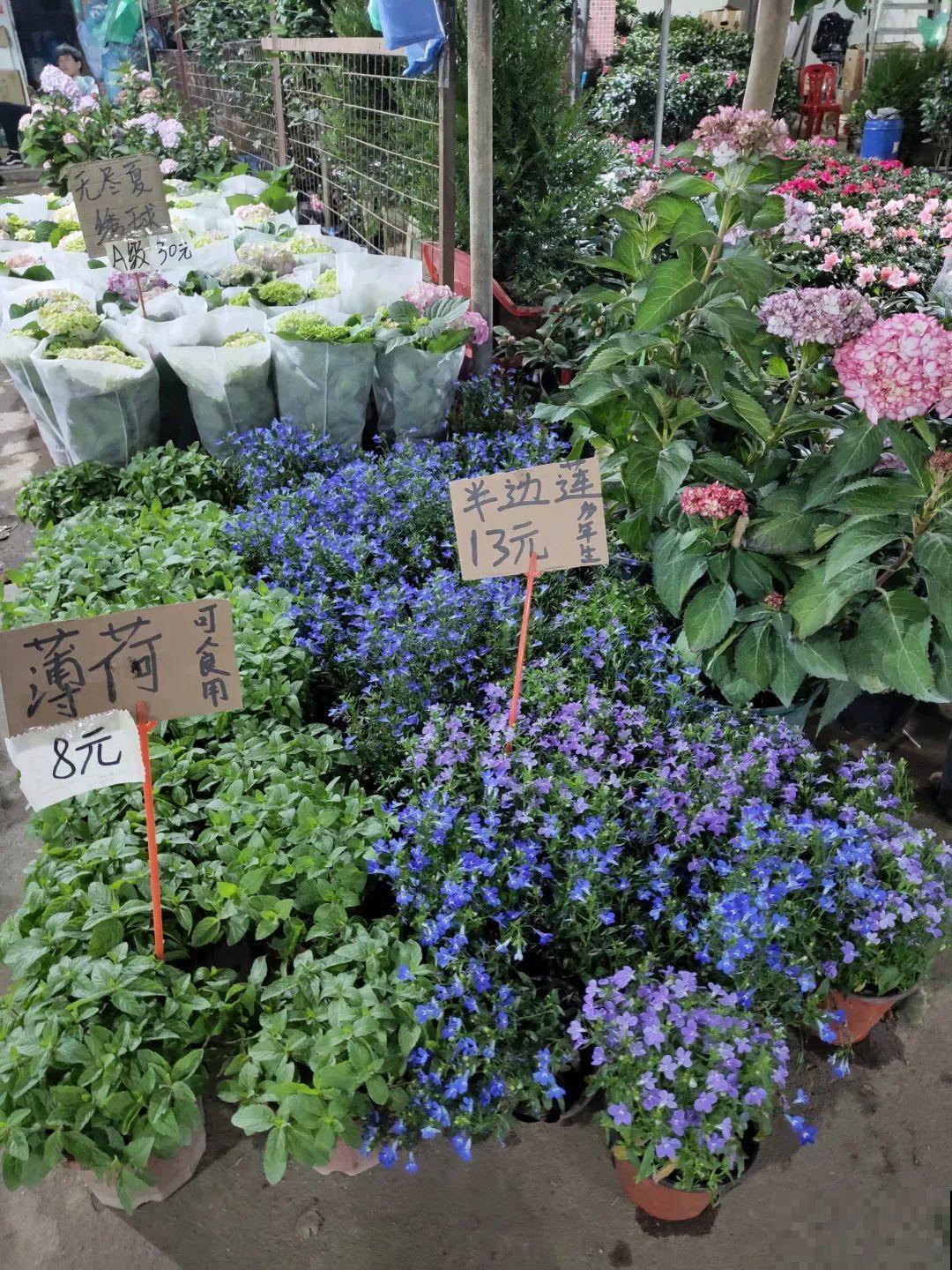 12月逛花市，这花好看又好养，遇到赶紧抱回家！