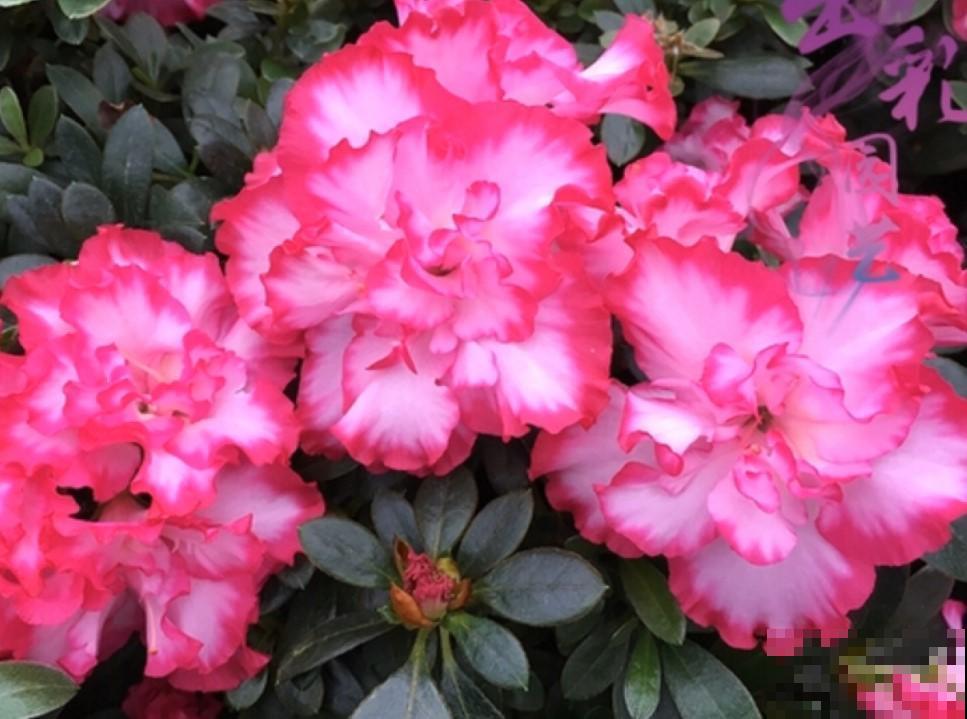 杜鹃花冬季咋养？这么养，统统都能开出漂亮花！