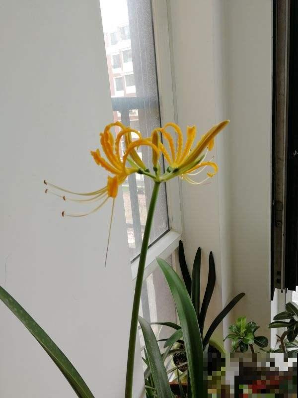 这花一说名字都知道，红色、白色，在这方面还是个宝贝呢！