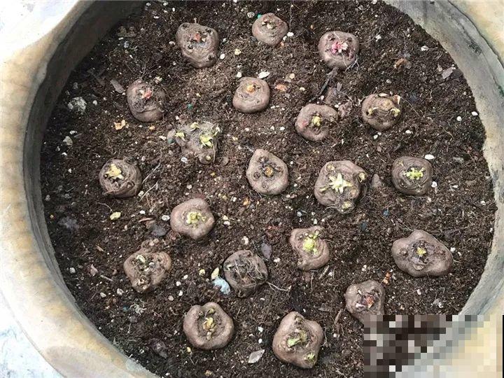 这花能长一米多高，开的时候像烟火，种在家里特霸气！