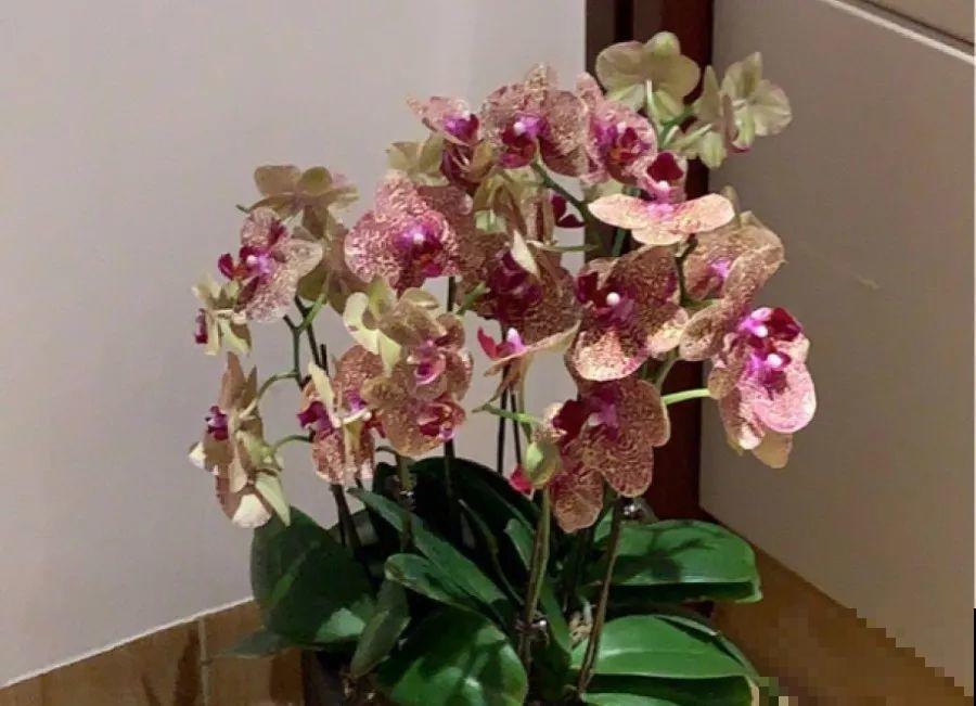这12种花冬天小心着点养，没有暖气，一个晚上就冻死！