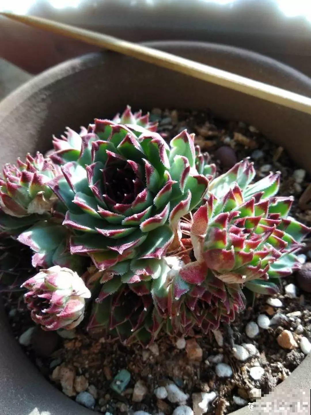 这5种花不抗冻，叶子不是发黄就是发黑，一点精神也没有！