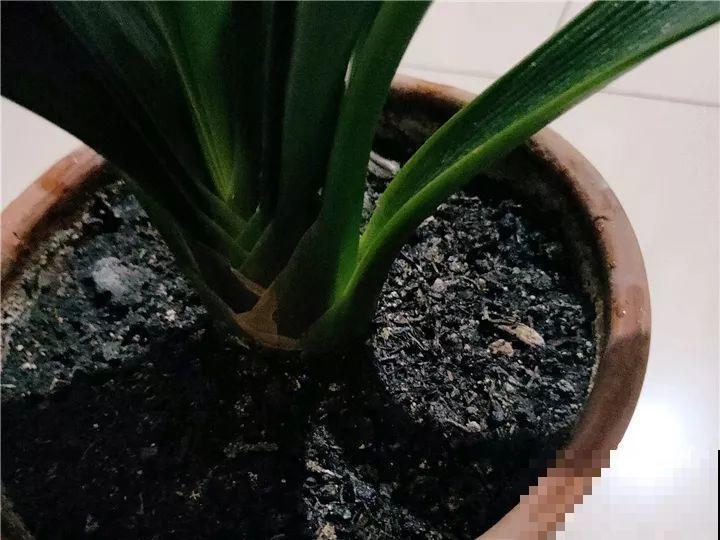 10种花，冬天切记管住手，小心浇完水就掉叶子！