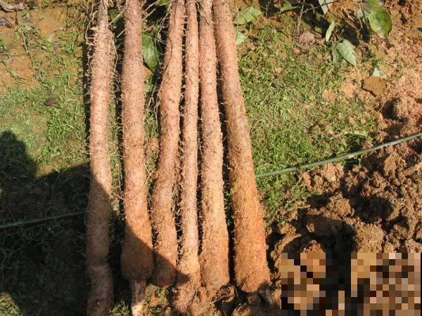 野外挖的这种“山药”个头极大，看着就喜人，但千万不能随便吃！