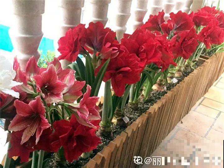 冬天养个大肚子花，不怕冷爱开花，放客厅最有气质！