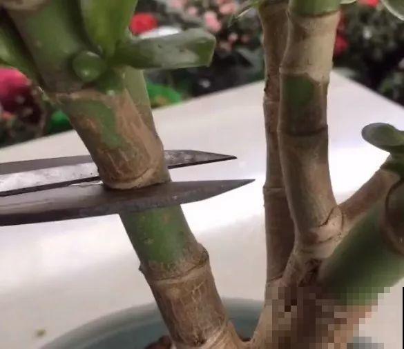 长寿花搬回家，记住“四不要”，免得掉得满地都是花苞！