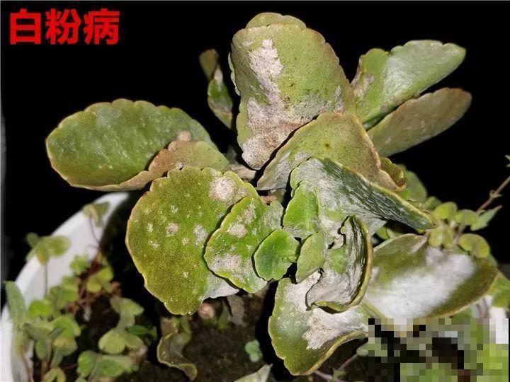 长寿花搬回家，记住“四不要”，免得掉得满地都是花苞！