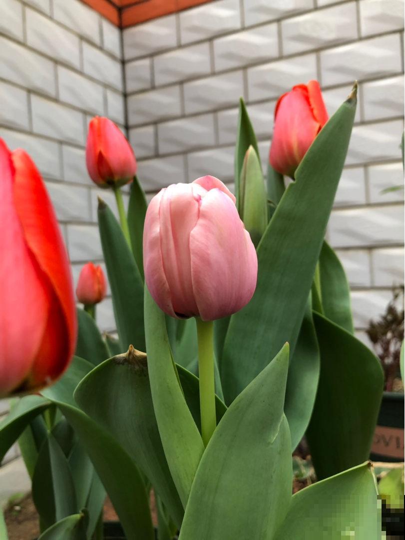 5种花特招财，家里养1盆、旺家又招财，日子越过越好！