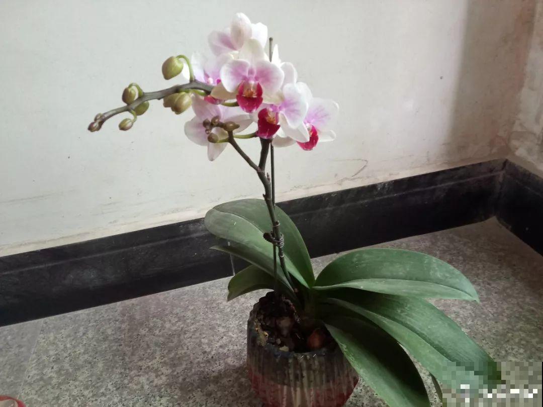 公认的开花机器，一年能开8个月，光不好也能养！
