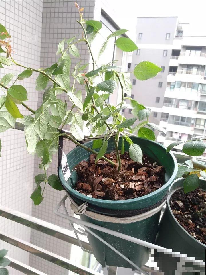 月季好看不敢养？教你6个窍门，年年开花不黄叶！