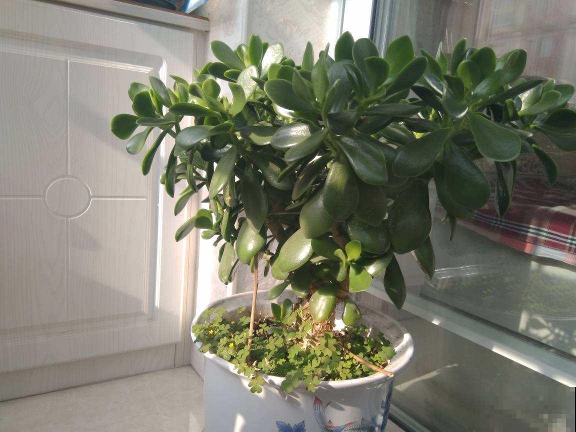 冬天这么养玉树，砍几刀再这么一搞，半年呼呼长成传家宝！