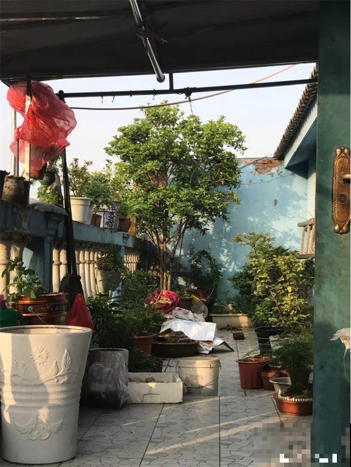家里有这花，冬天不能太保暖，低温冻一冻开花才更旺！