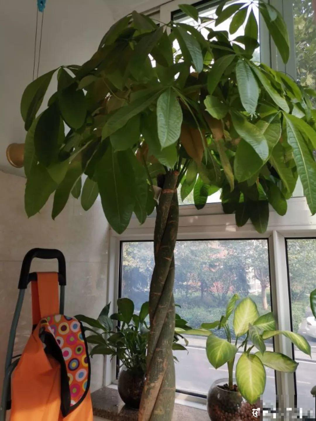 这4种花养在家里，就是一个小型的加湿器，不干不躁真舒服！