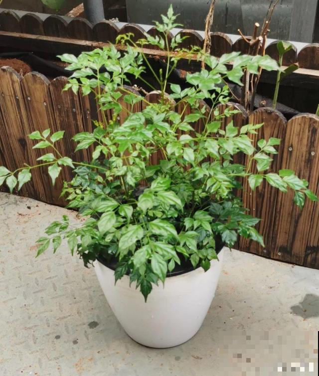 高价买的守家树，穷养才能长得旺，一盆能活20年！