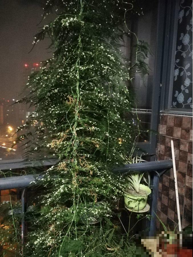 养这花别心软，遇到黄叶狠心剪，越剪长得越快！