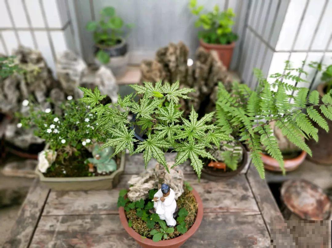 想养好花，就得付出劳动，从开花到结果，无一不是美的！
