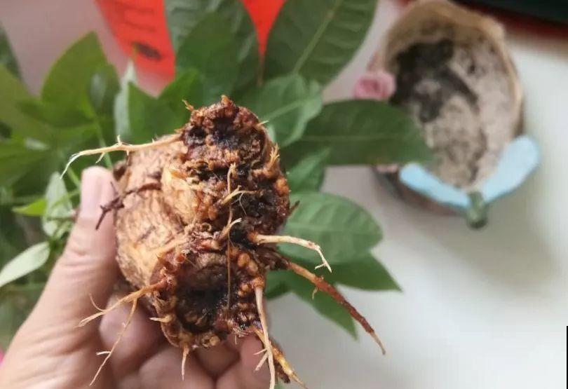 这6种养花宝贝家家有，用对了，杀虫还能防烂根！