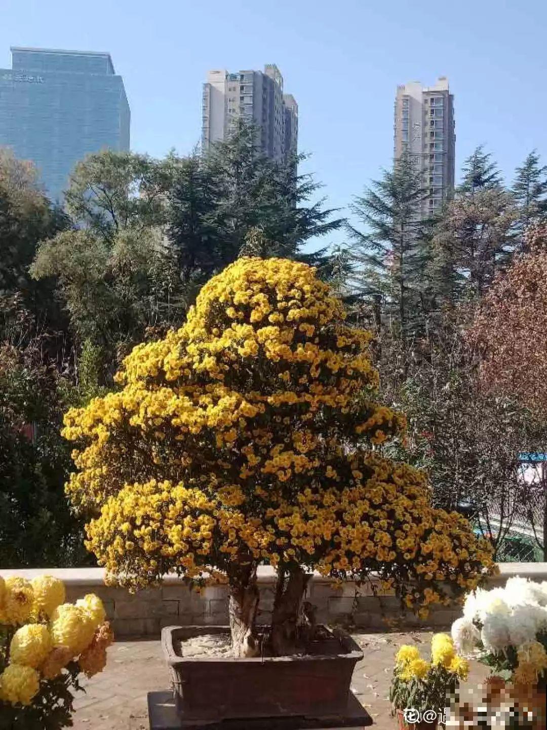 养花的人来到这，美得走不动路，恨不得全搬回家去！