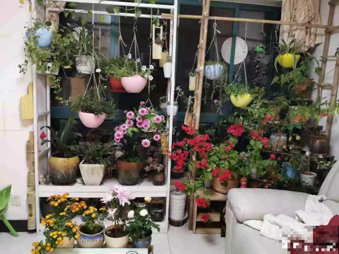 阳台再小也不怕，跟她学一招，把花挂起来养，不占地还好看！