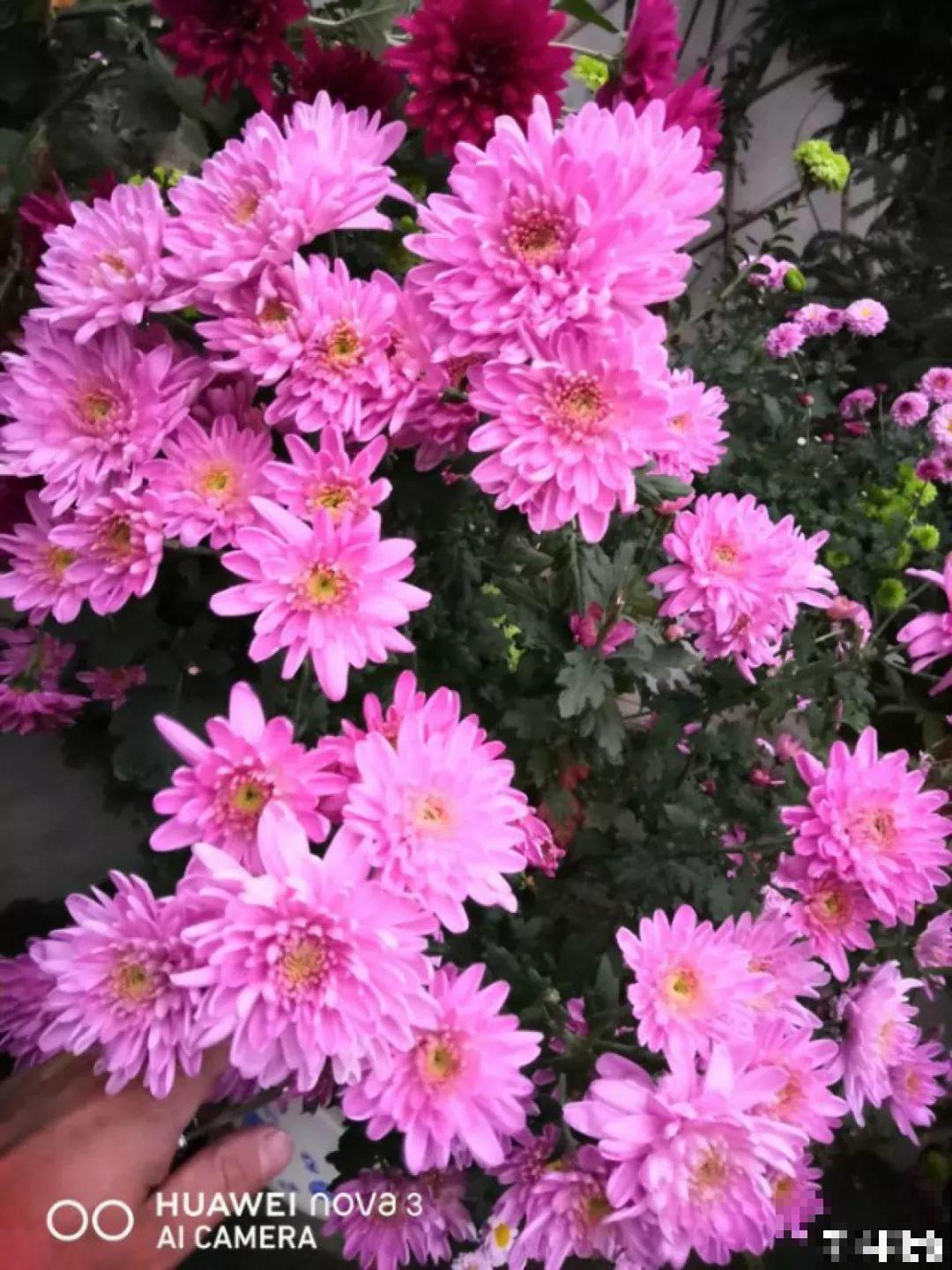 这7种花，冬天会假死，千万别丢垃圾桶！