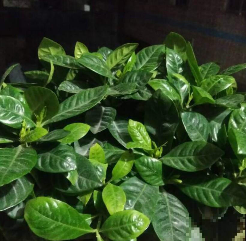 这几种花在家里越养越少，大家都不喜欢养，说是不吉利！