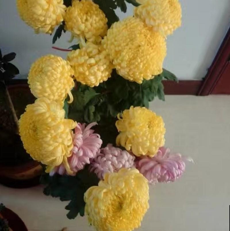 原来菊花还可以扦插，掐个枝，一盆变多盆！