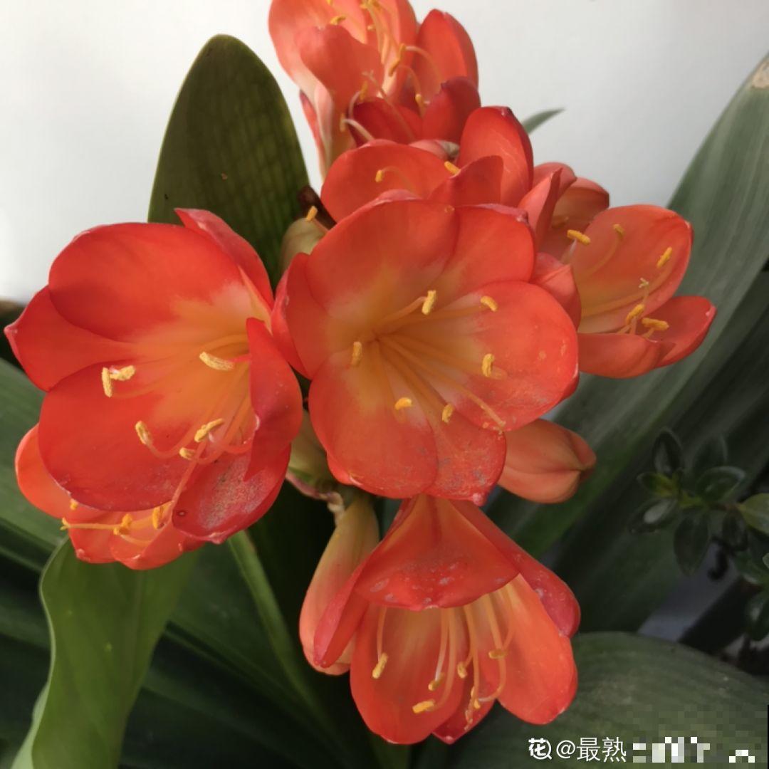 君子兰年年养夹箭？教你5招，不伤叶，自己就能窜出来！