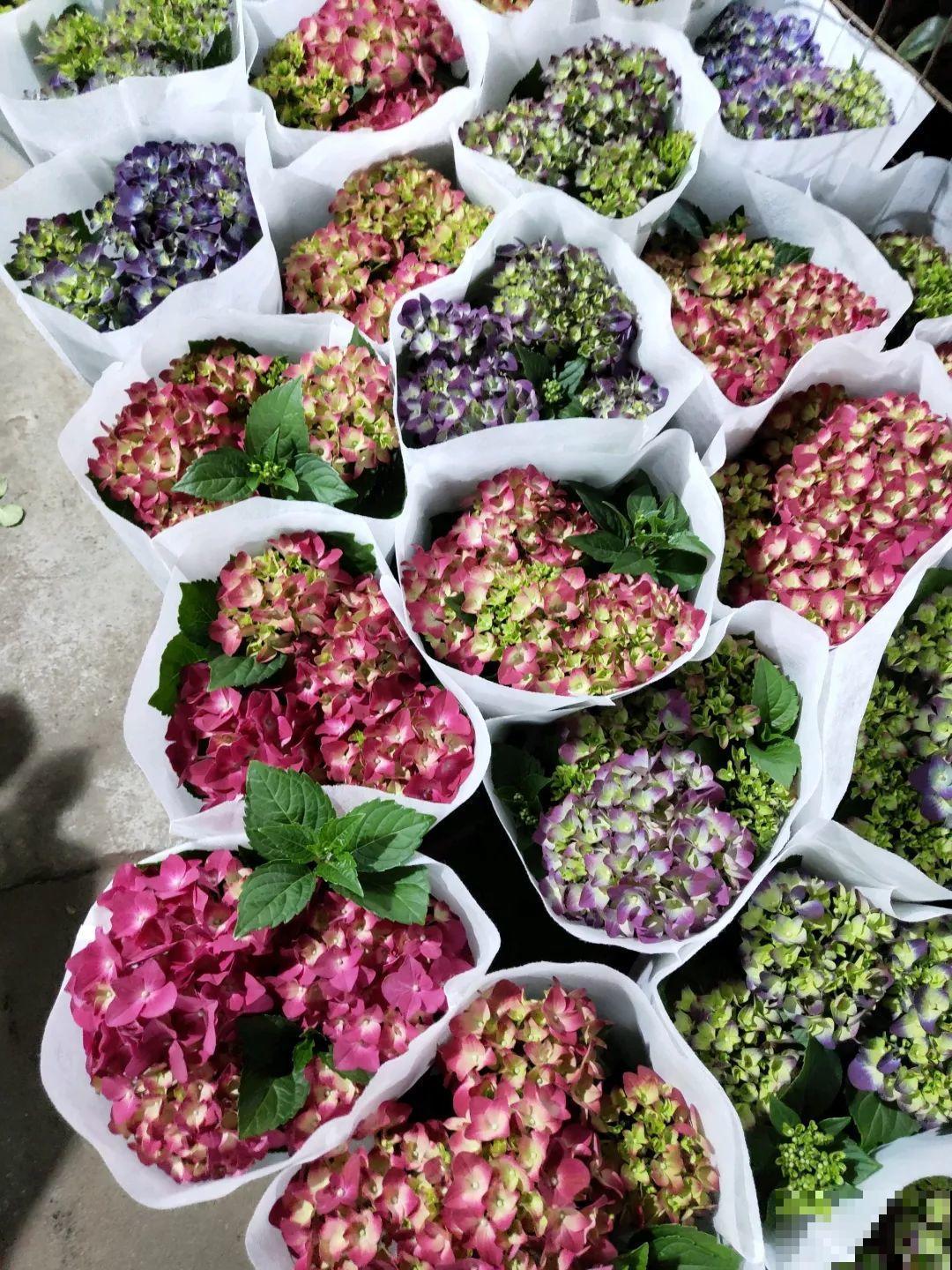 12月逛花市，这花好看又好养，遇到赶紧抱回家！