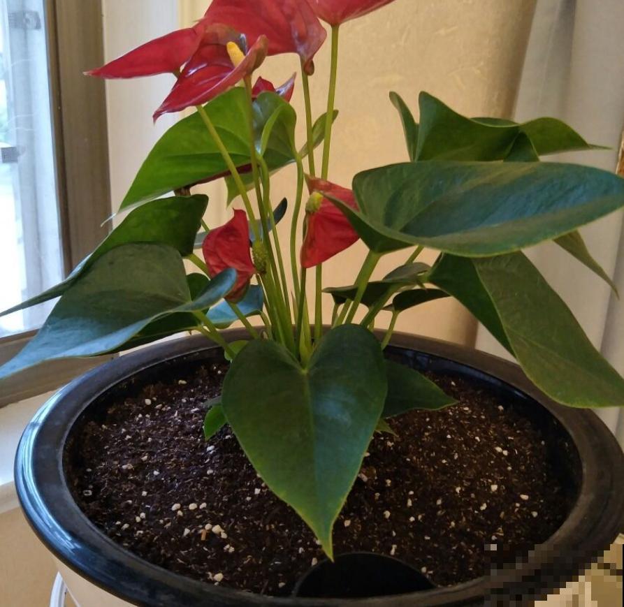 过年养盆“塑料花”，年后也不用愁，能一直开到春天！