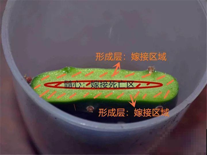 蟹爪兰嫁接技巧，少浇水撒点它，新手也能轻松养生根！