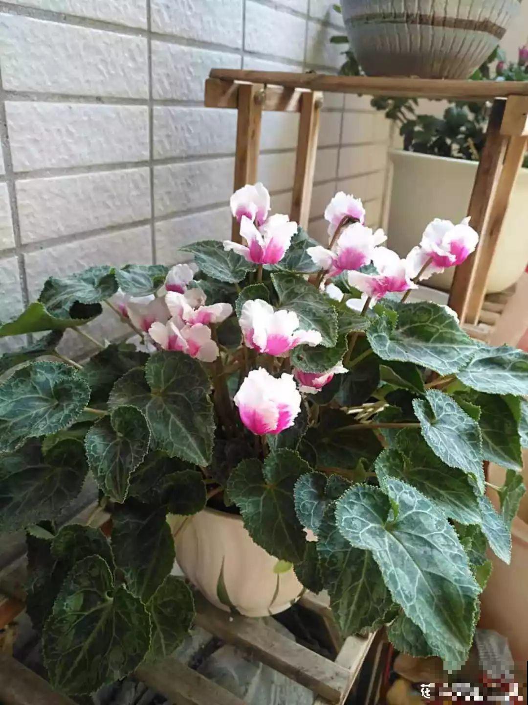 这6种花开败了？抓紧剪两刀，还能再开两三茬！