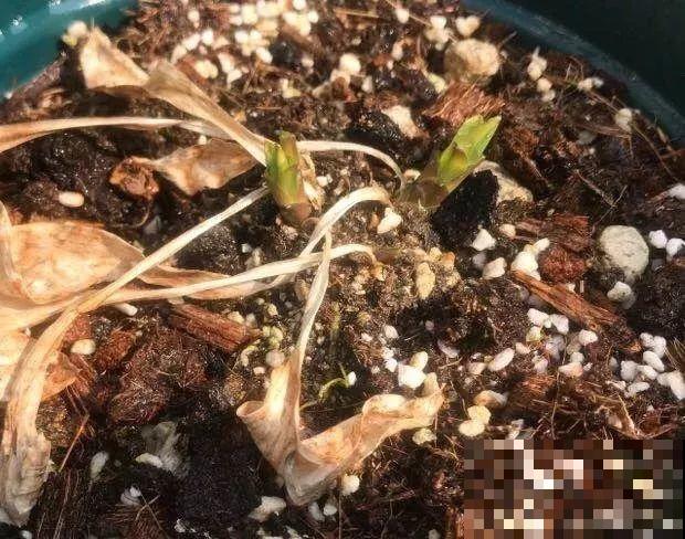 这7种花，冬天会假死，千万别丢垃圾桶！