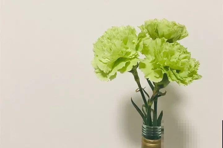 月季花上长多肉？头一回见，邻居天天跑来看！