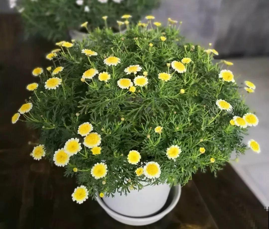 这花就要虐着养，一长高就剪，能开大半年！