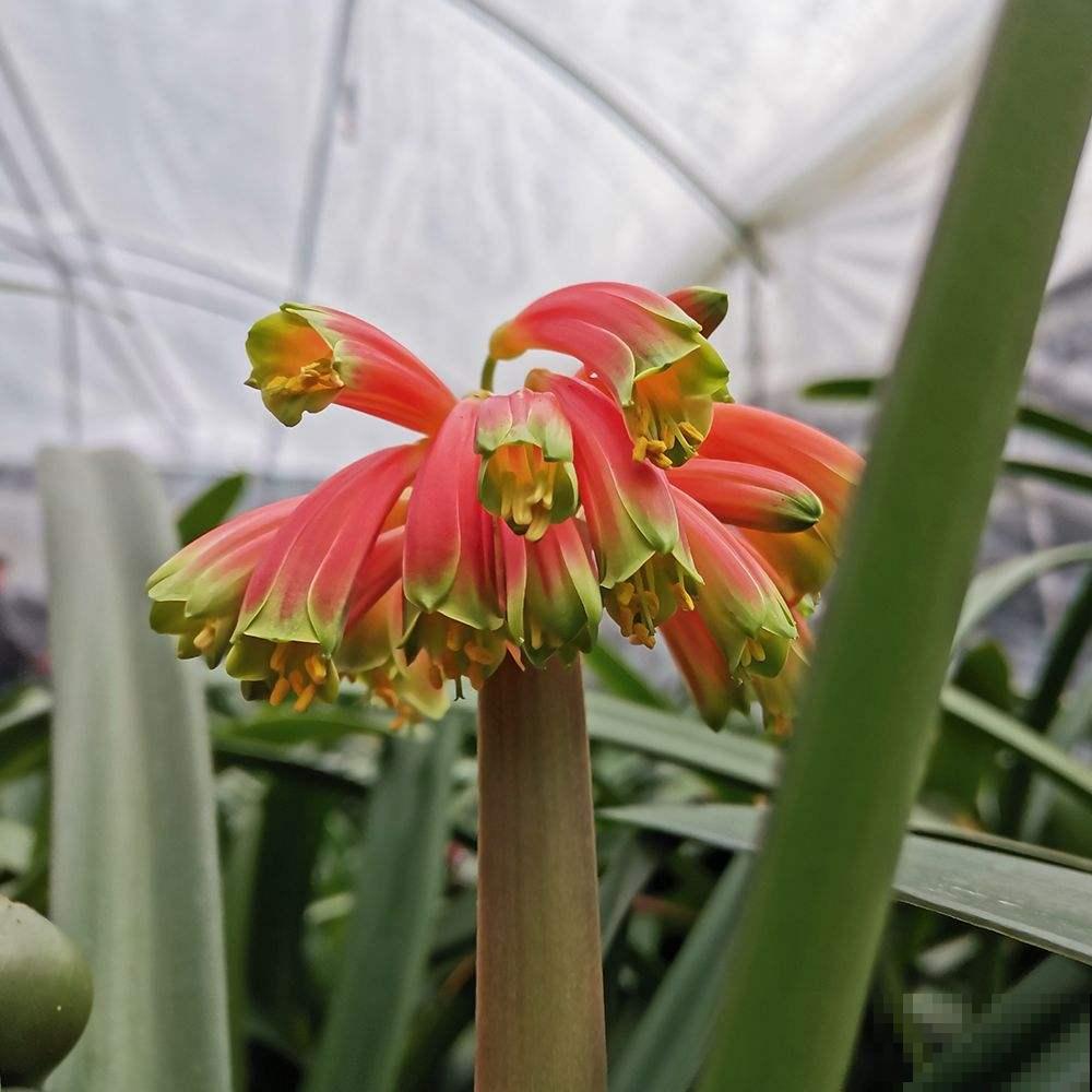 2种花，要制造大温差，花箭才能“蹿”出来